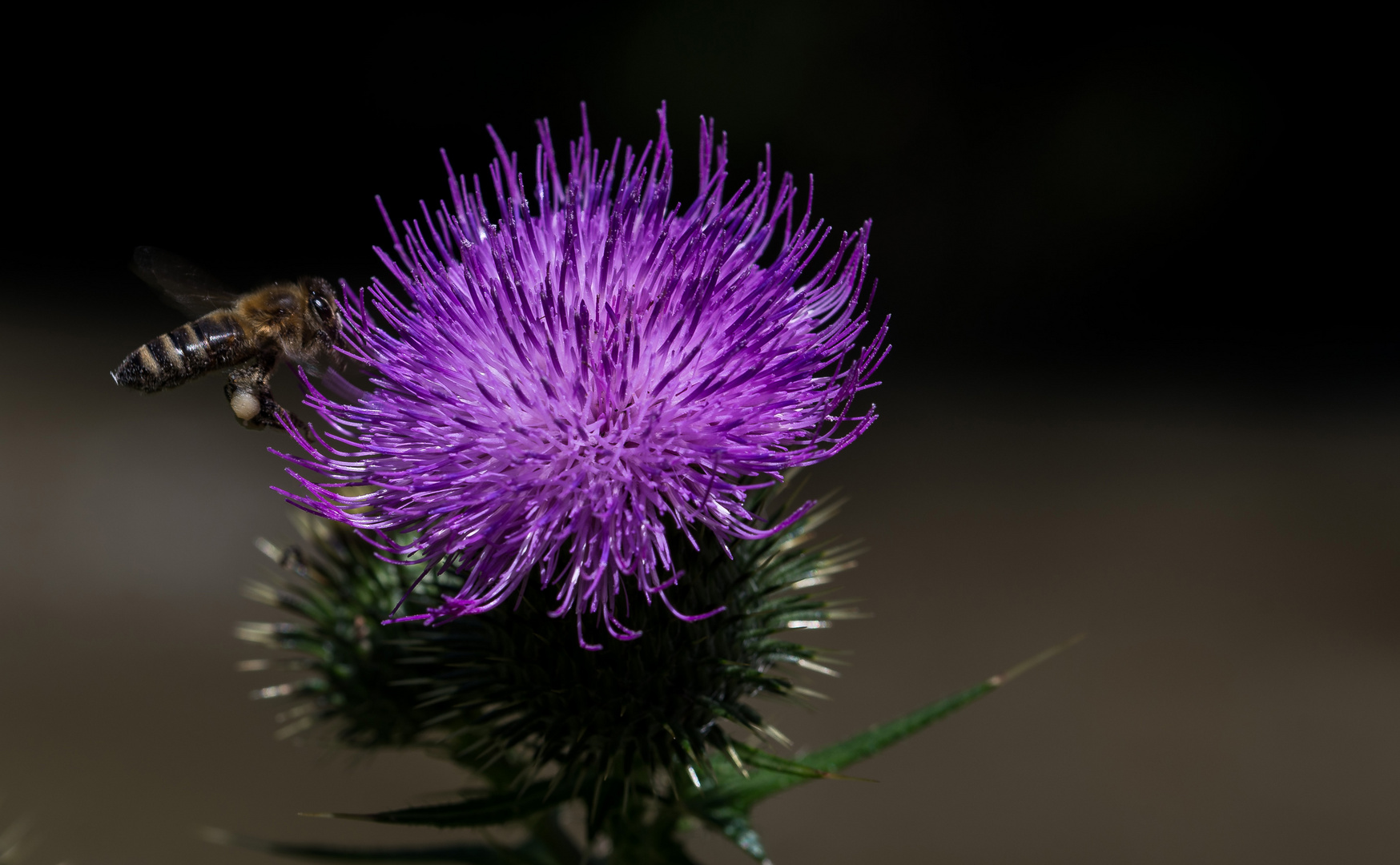 Distel mit Besucherin