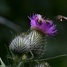 Distel mit Besucherinnen