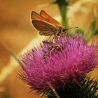 Distel mit Besuchern