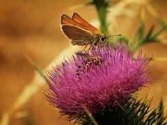 Distel mit Besuchern