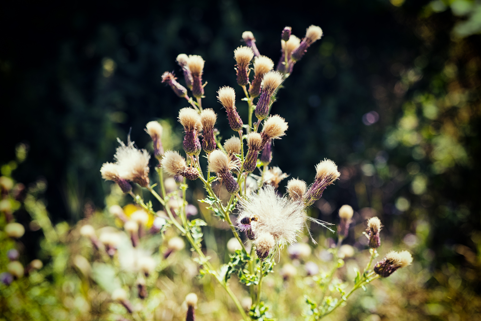 Distel mit Biene