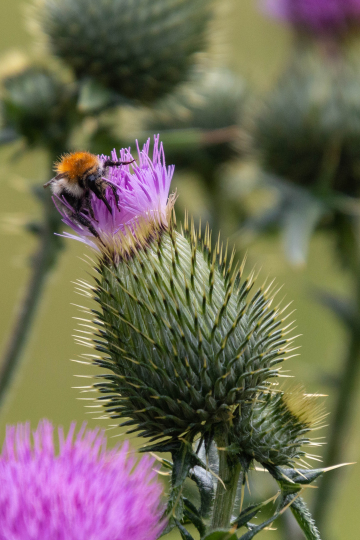 Distel mit Biene