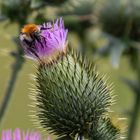 Distel mit Biene