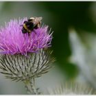 Distel mit Biene