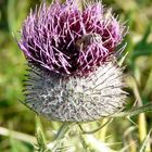 Distel mit Biene