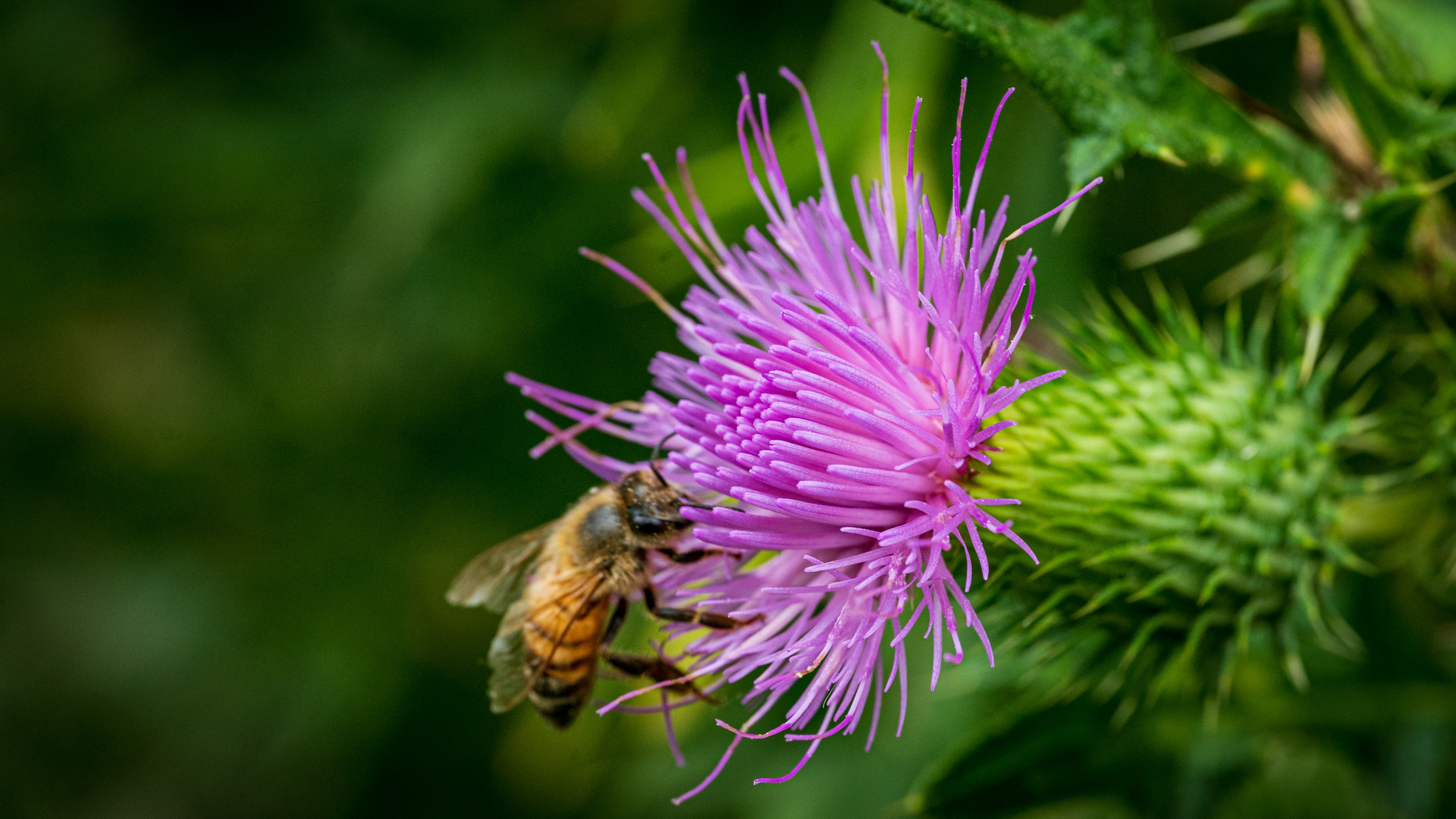 Distel mit Biene