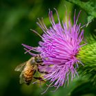 Distel mit Biene