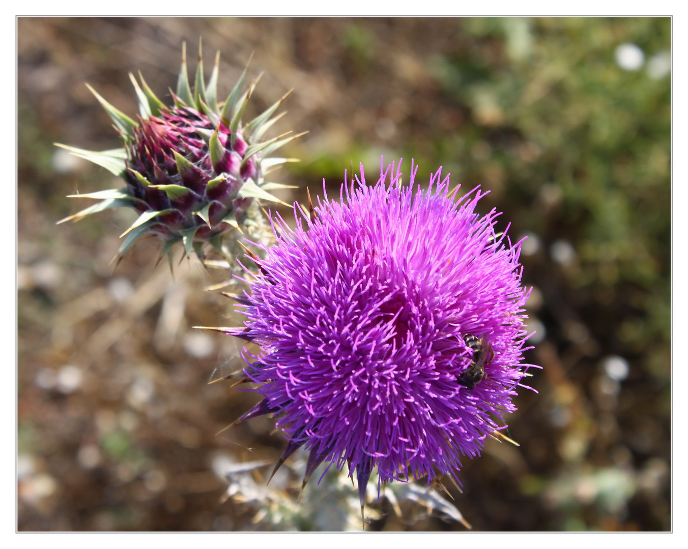 Distel mit Biene