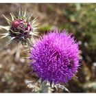 Distel mit Biene