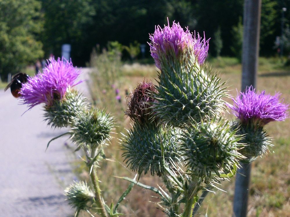 Distel mit Biene