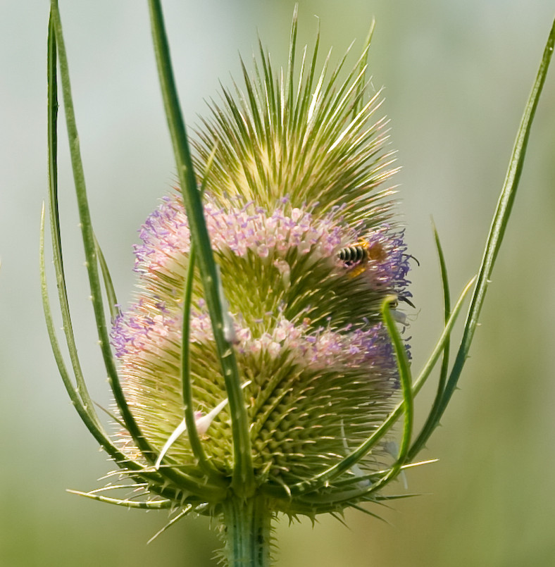 Distel mit Biene, Biene mit Distel