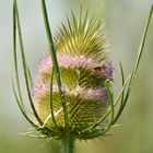 Distel mit Biene, Biene mit Distel