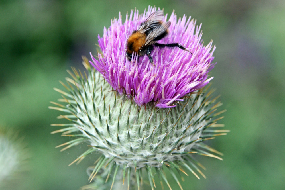 Distel mit Biene im NuP Güstrow