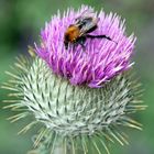 Distel mit Biene im NuP Güstrow