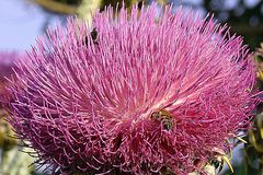 Distel mit Bienen