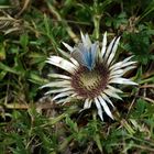 Distel mit Bläuling