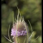 Distel mit Blütenständen