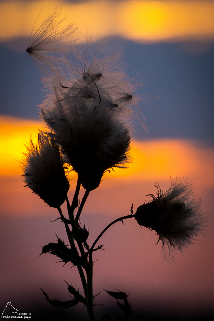 Distel mit buntem Himmel