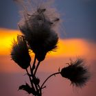 Distel mit buntem Himmel