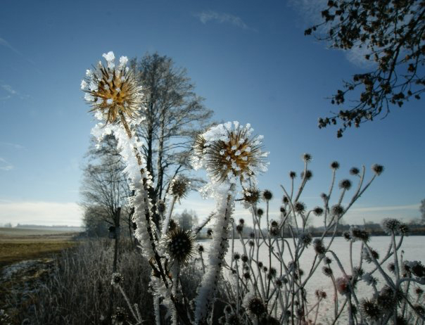 Distel mit Eis