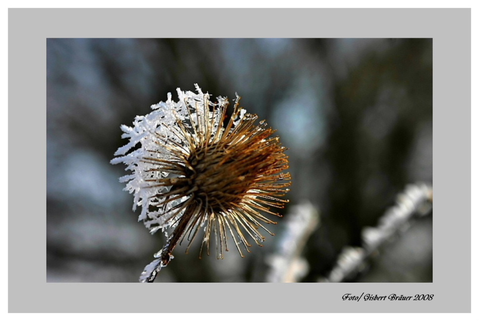 Distel mit Eishaube