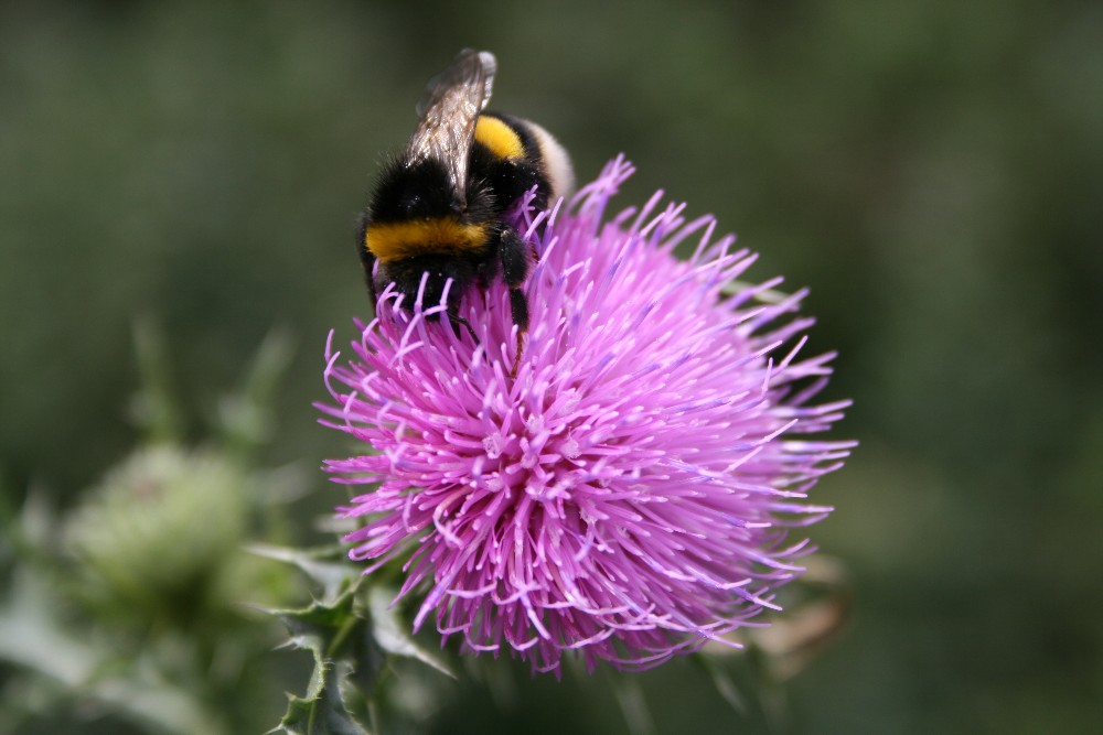 Distel mit Erdhummel