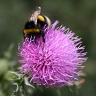 Distel mit Erdhummel