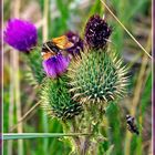 Distel mit Falter