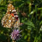 Distel mit -Falter