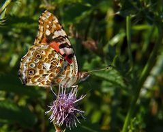 Distel mit -Falter