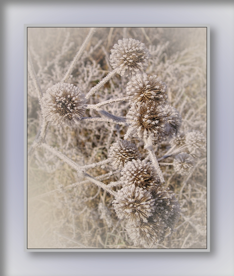 Distel mit "Fingerschutz"......