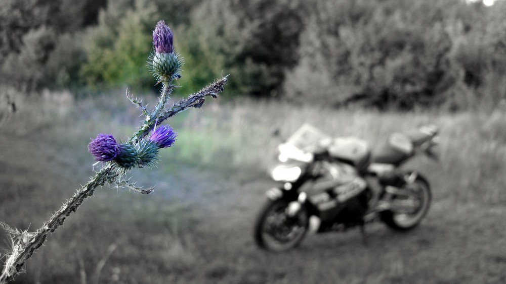 Distel mit Fireblade im Hintergrund