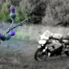 Distel mit Fireblade im Hintergrund