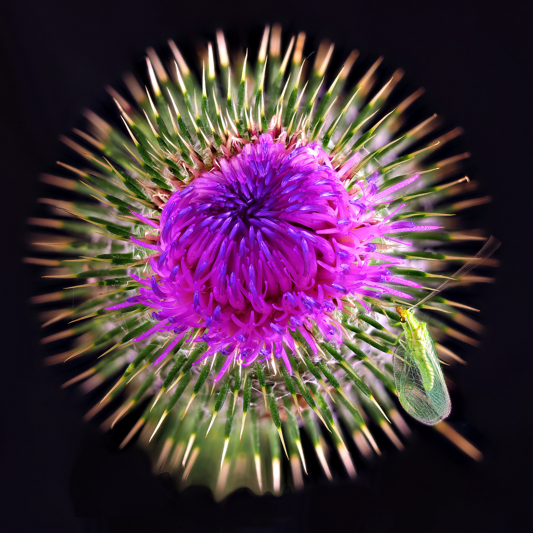 Distel mit Florfliege