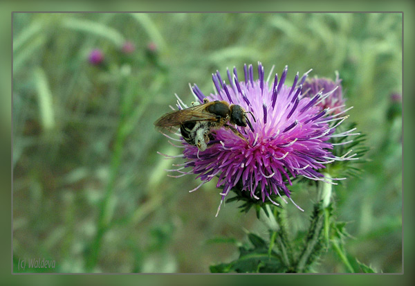 Distel mit Fluggast