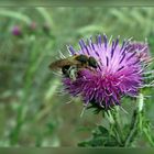 Distel mit Fluggast