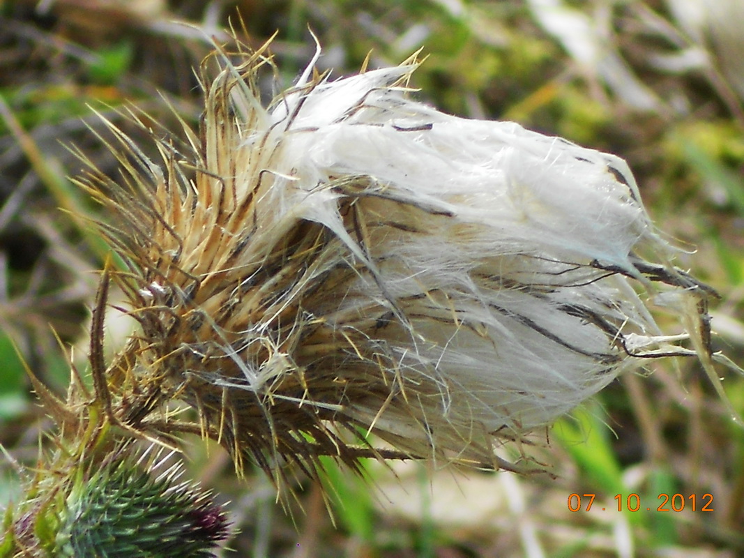 Distel mit Haaren :)