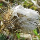 Distel mit Haaren :)