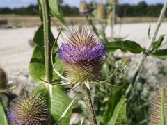 Distel mit Haarkranz