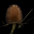 Distel mit Heupferd