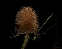 Distel mit Heupferd