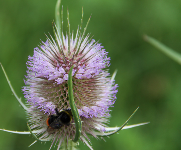 Distel mit Hummel