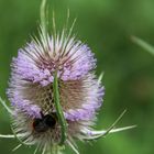 Distel mit Hummel