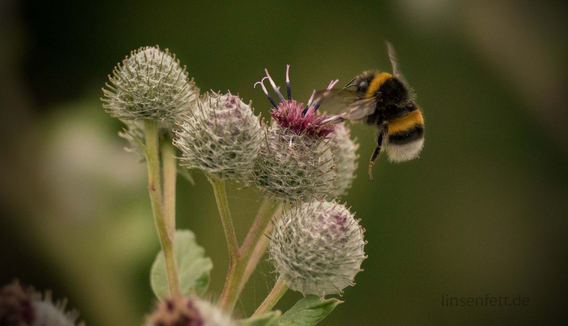 Distel mit Hummel