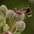 Distel mit Hummel