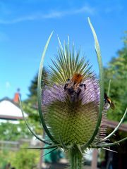 Distel mit Hummel