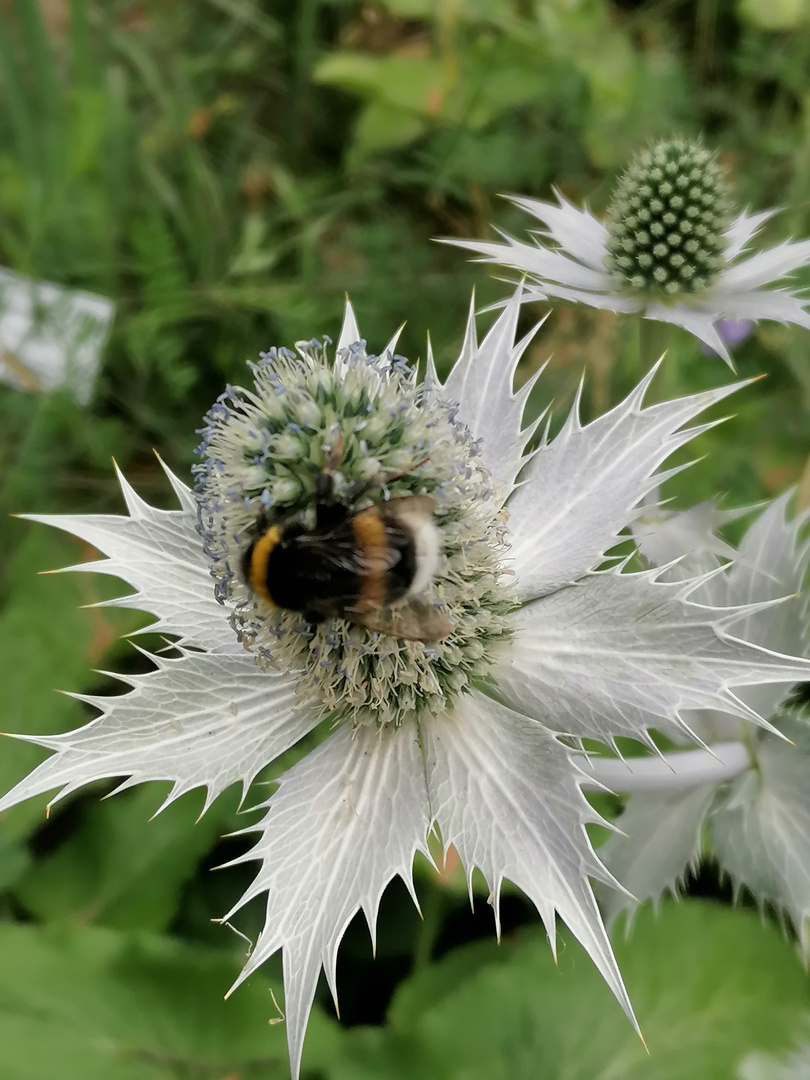 Distel mit Hummel 