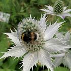 Distel mit Hummel 