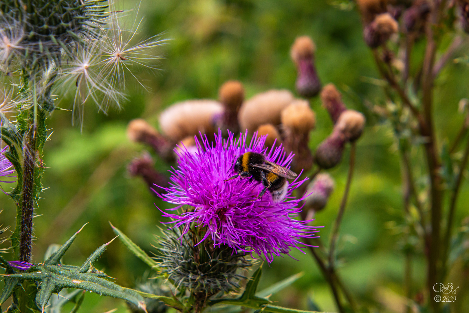 Distel mit Hummel