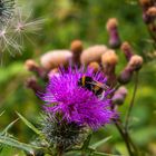 Distel mit Hummel